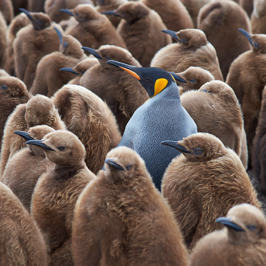 standing out from the crowd
